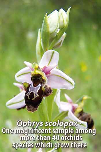 Ophrys-scolopax